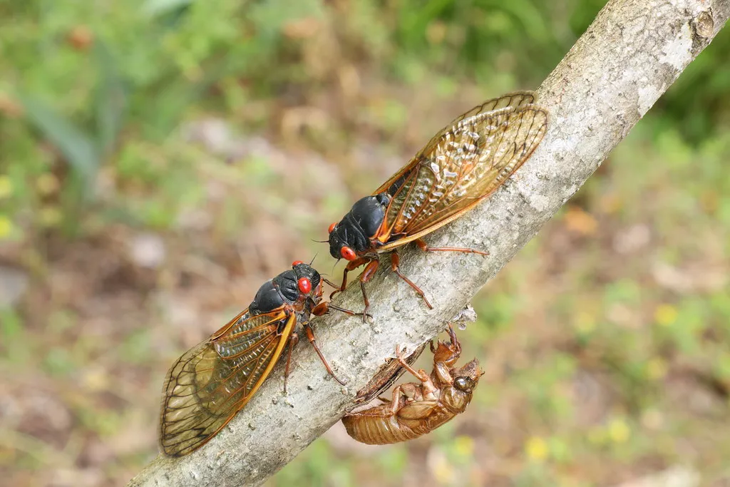 What This Means For Gardens And Broods To Come (Image Credits: Flickr)