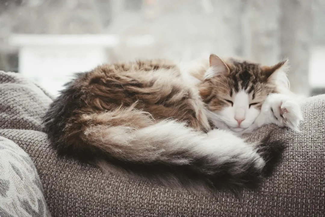 Your Body Heat Is Irresistible to Them (Image Credits: Unsplash)