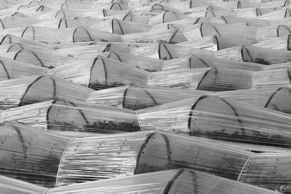 Use Frost Blankets and Row Covers Correctly (Image Credits: Pexels)