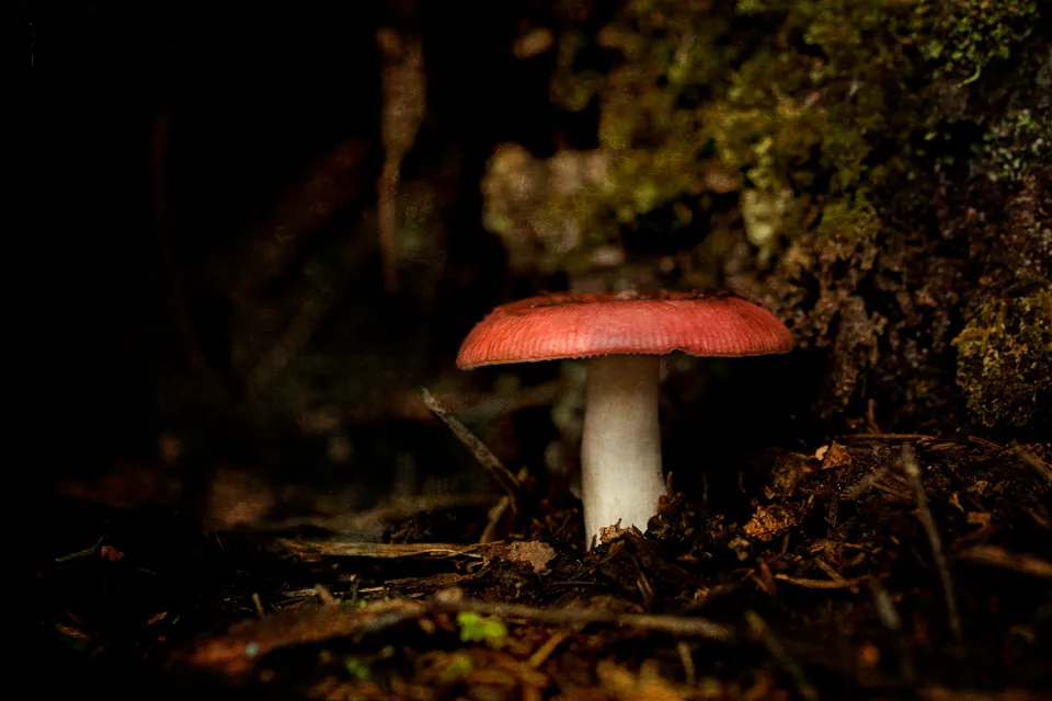 Are Lawn Mushrooms Dangerous to Children and Pets? (Image Credits: Stocksnap)