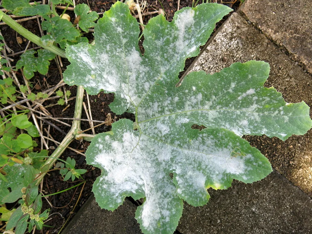 Powdery Mildew and Vine Disease (Image Credits: Flickr)