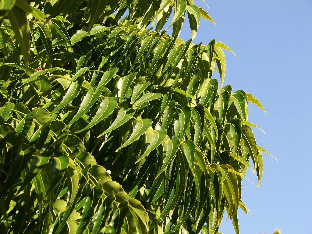 Neem: Nature's Systemic Insecticide (Tatters ✾, Flickr, CC BY 2.0)
