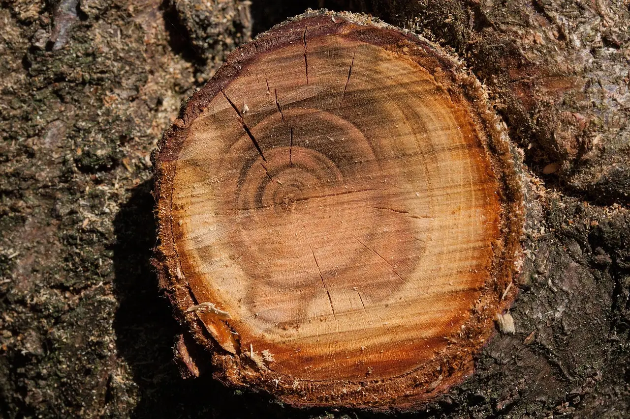 Pruning Wounds and the Risk of Slow-Healing Wood (Image Credits: Pixabay)