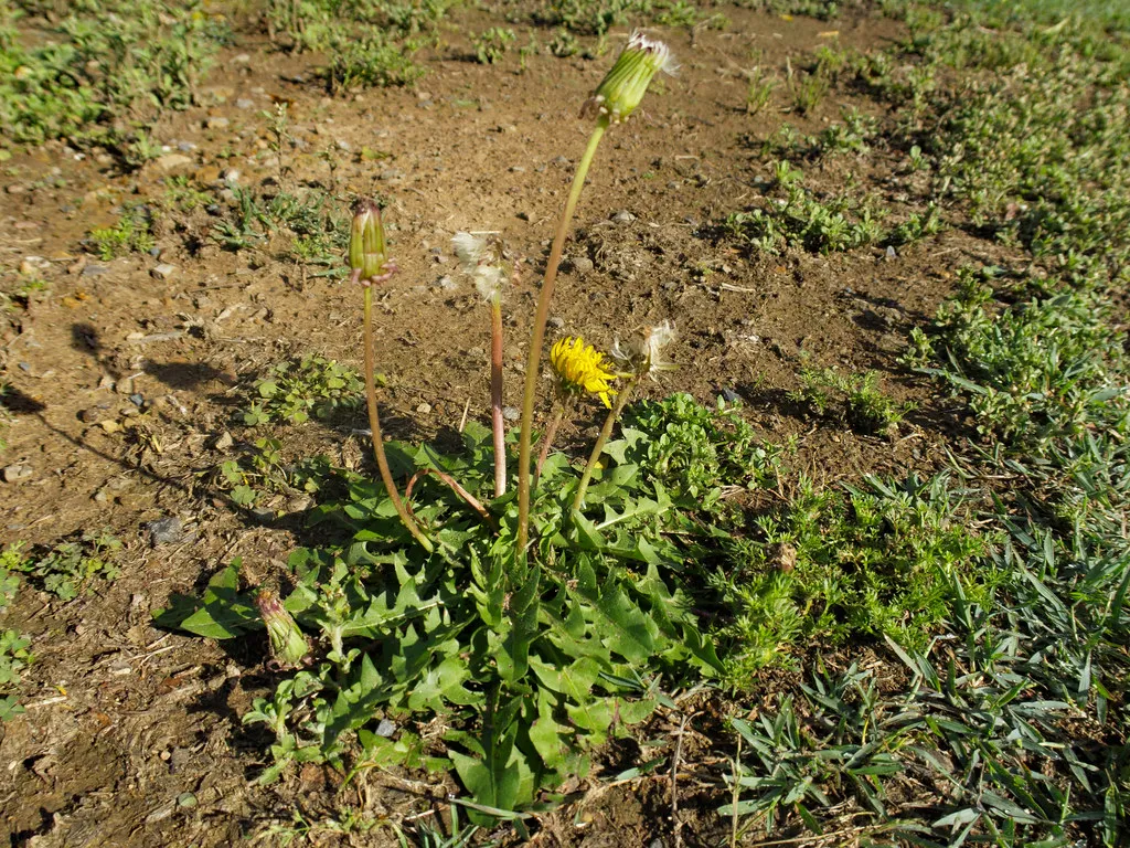 Too Acidic: What Happens Below pH 6.0 (Macleay Grass Man, Flickr, CC BY 2.0)
