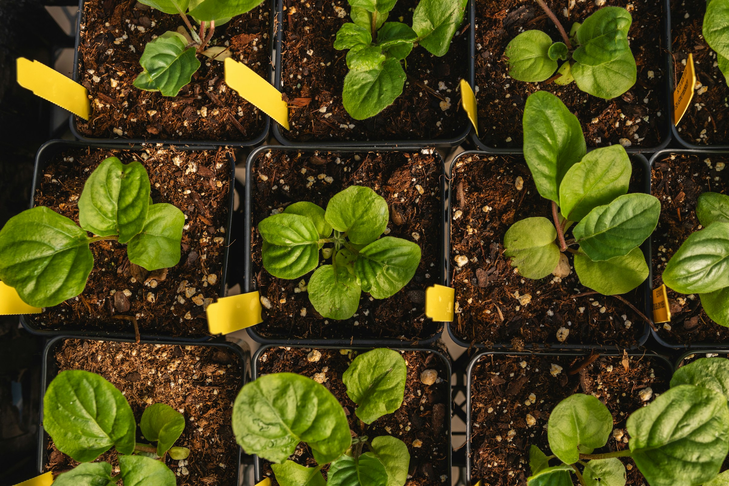 How to Stop Leaf Miners Before They Turn Your Spinach Patch Into a Wasteland