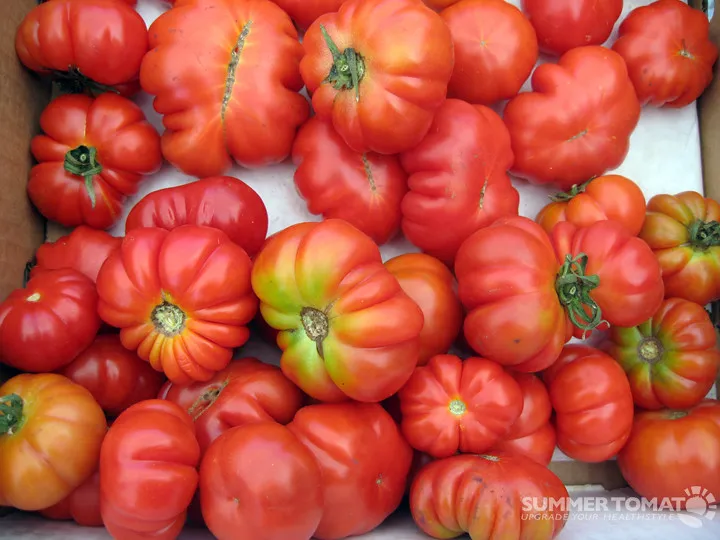 Why Heirloom Varieties Matter for Biodiversity (SummerTomato, Flickr, CC BY 2.0)