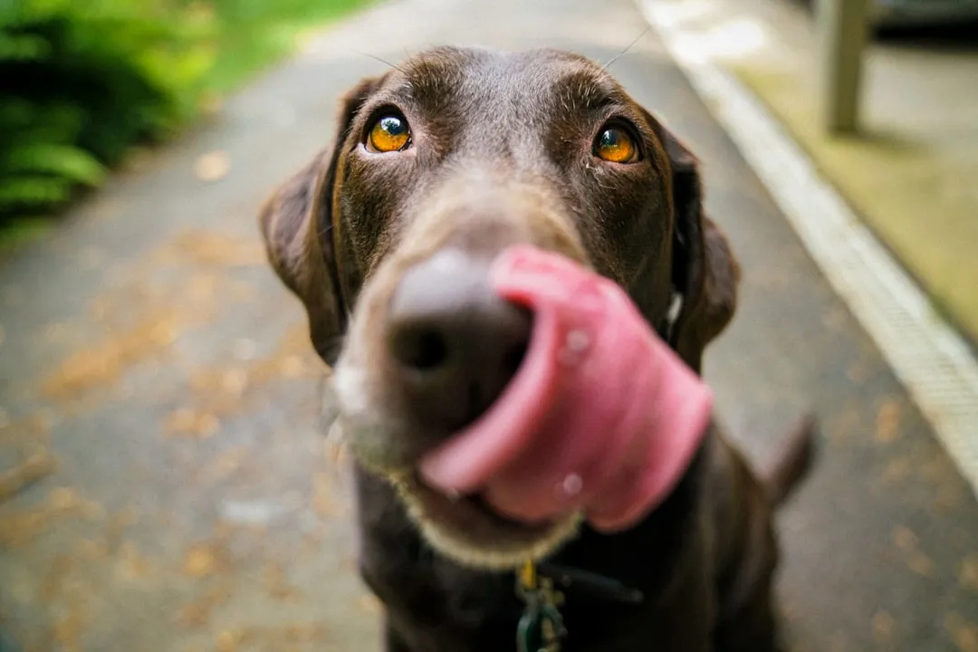 The Quick Lip Lick That Most Owners Miss (Image Credits: Unsplash)