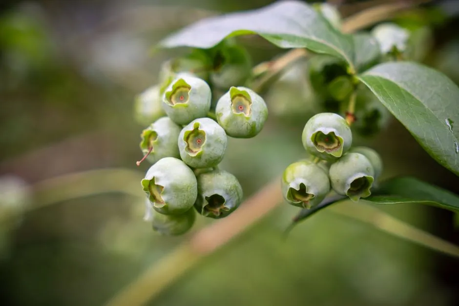 Blueberries: The Self-Pollinating Myth (Image Credits: Pexels)
