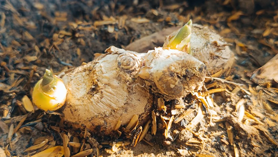 Ginger Root - A Long-Term Indoor Grower (Image Credits: Unsplash)