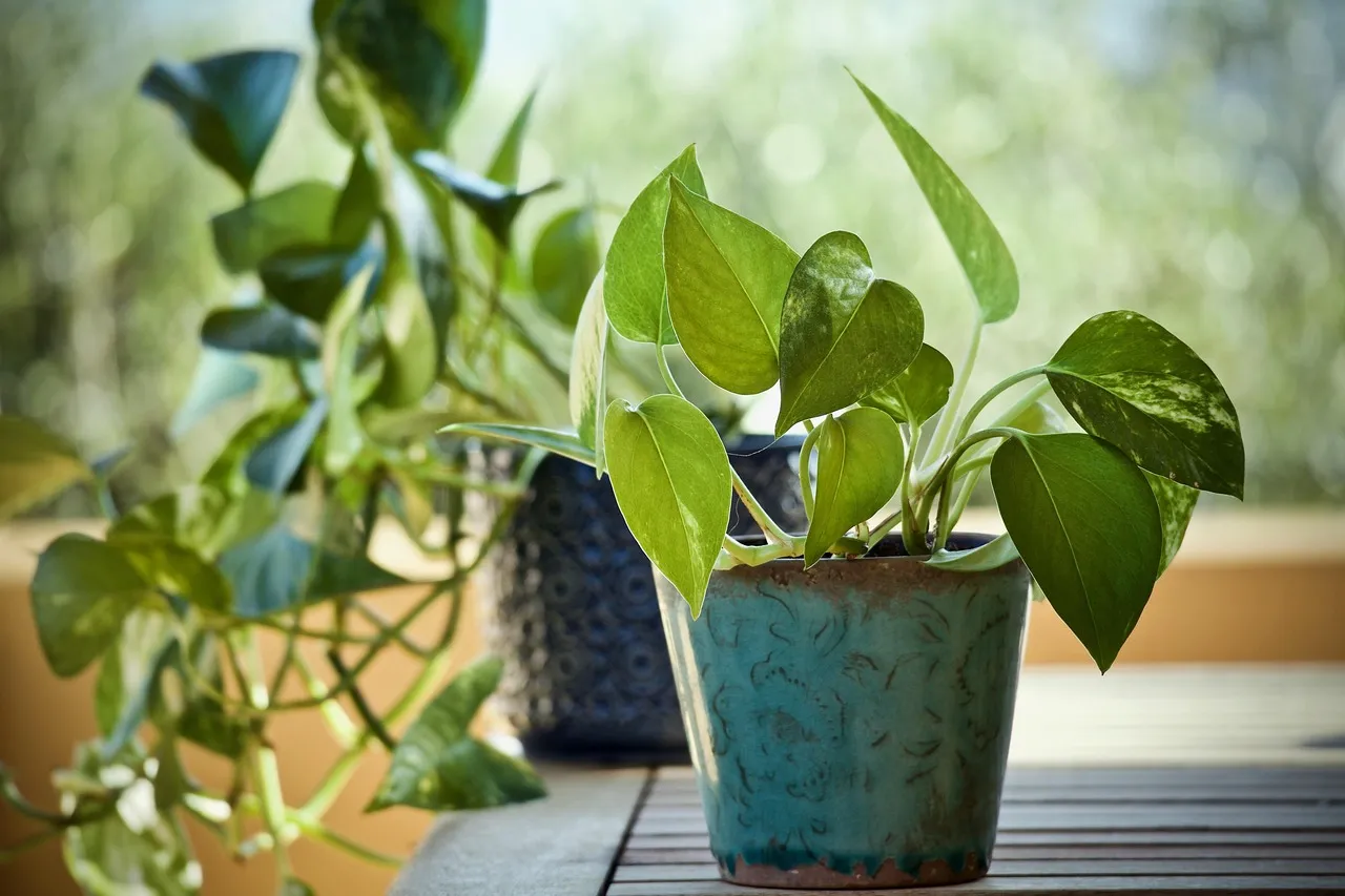 5. Pothos (Epipremnum Aureum): The Trailing Vine That Prefers to Be Left Alone (Image Credits: Pixabay)