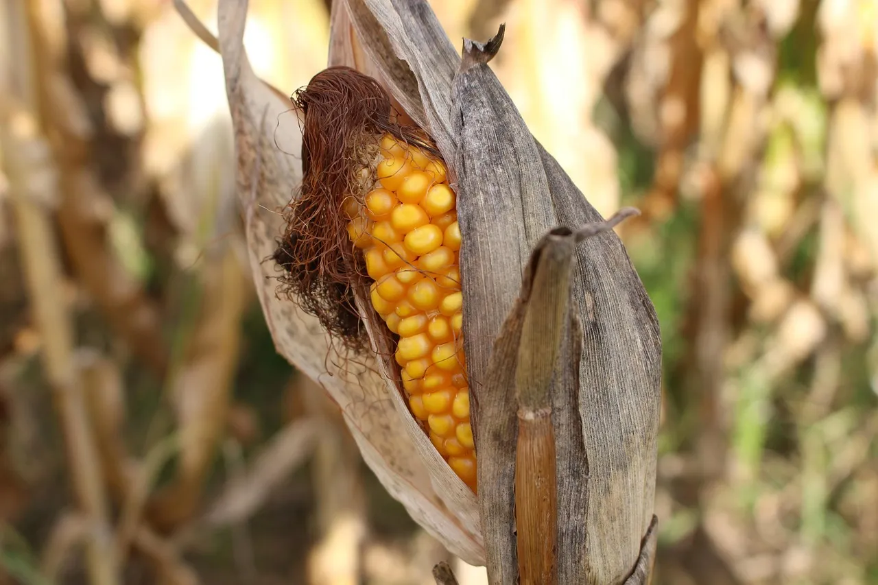 Yield Losses Are Already Measurable in Some States (Image Credits: Pixabay)