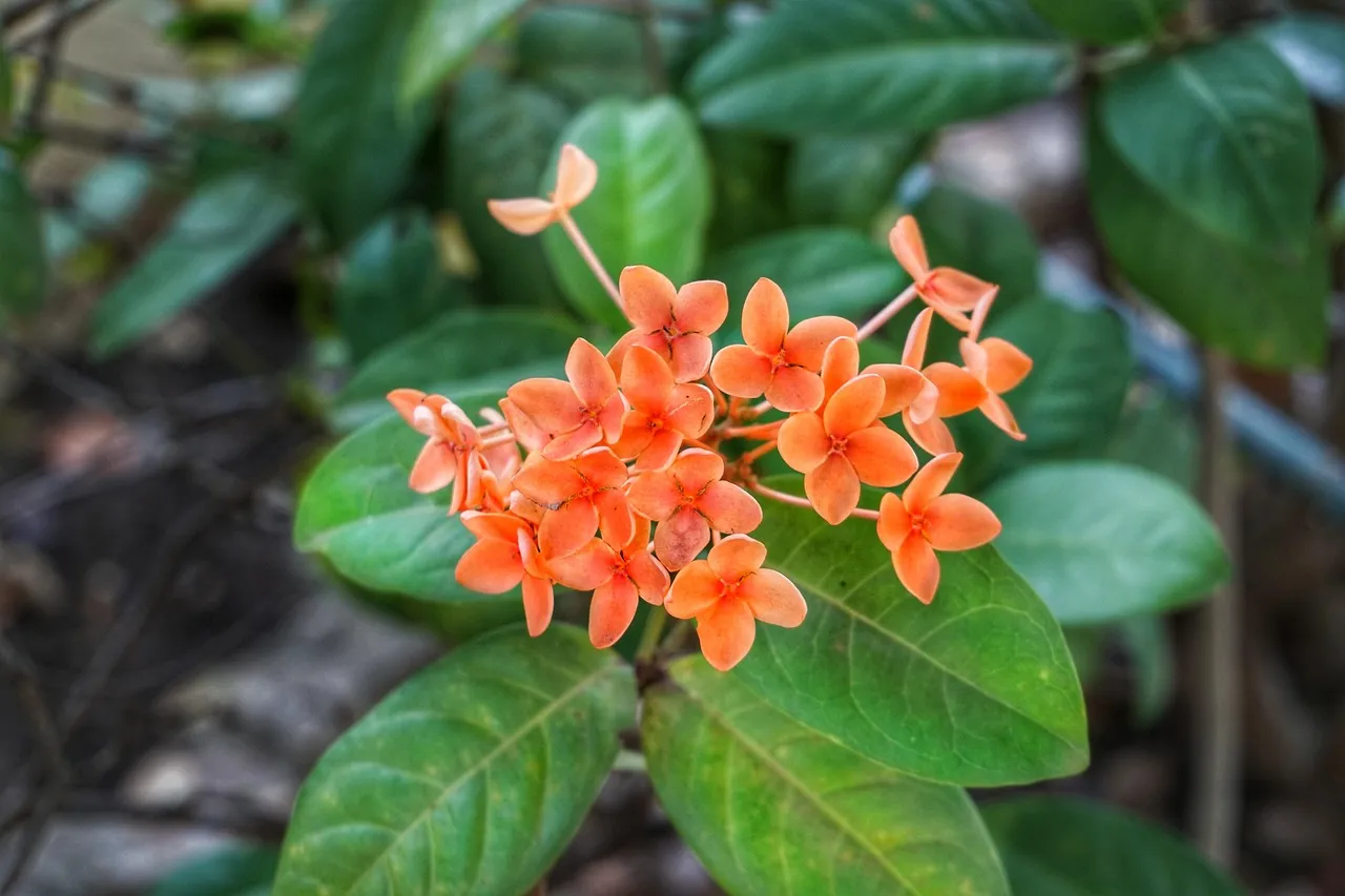 7. Chinese Evergreen (Aglaonema): Bold Color in Low Light (Image Credits: Pixabay)