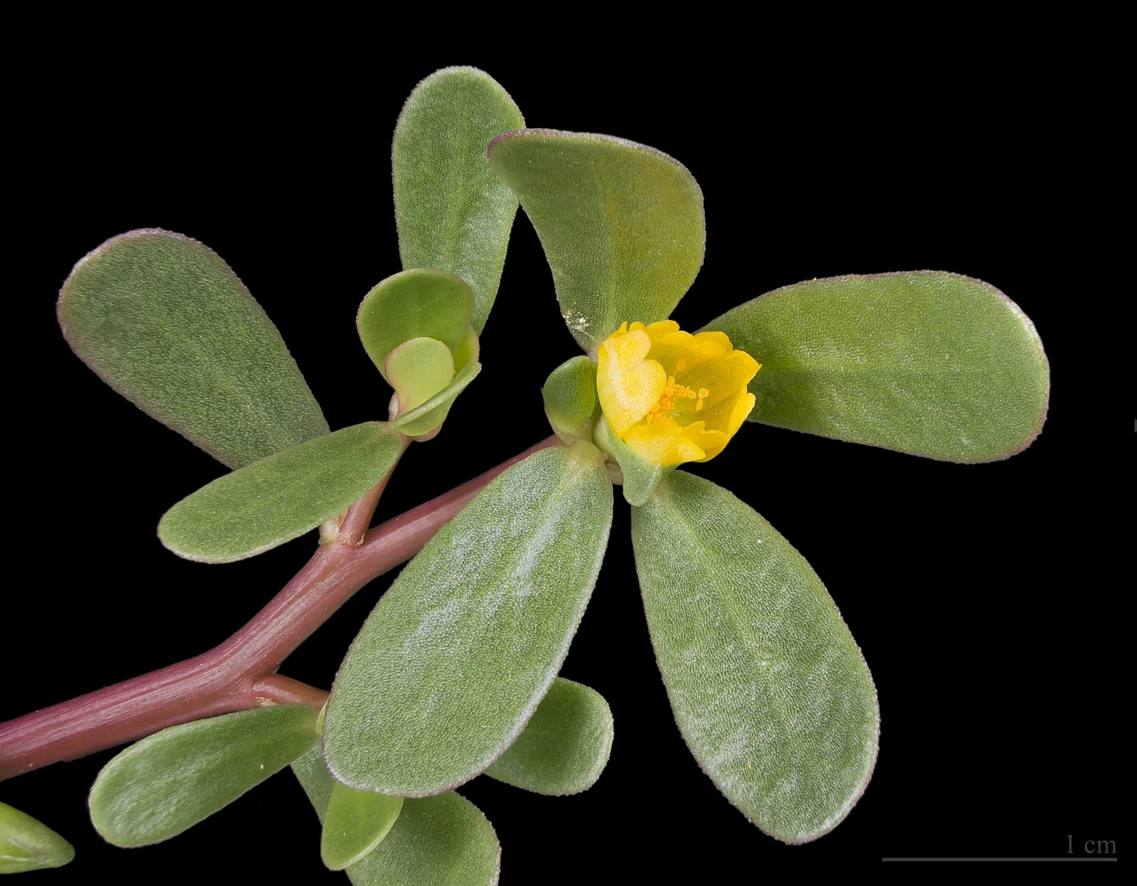 What Purslane Research Reveals About Soil Nutrition (By Didier Descouens, CC BY-SA 4.0)