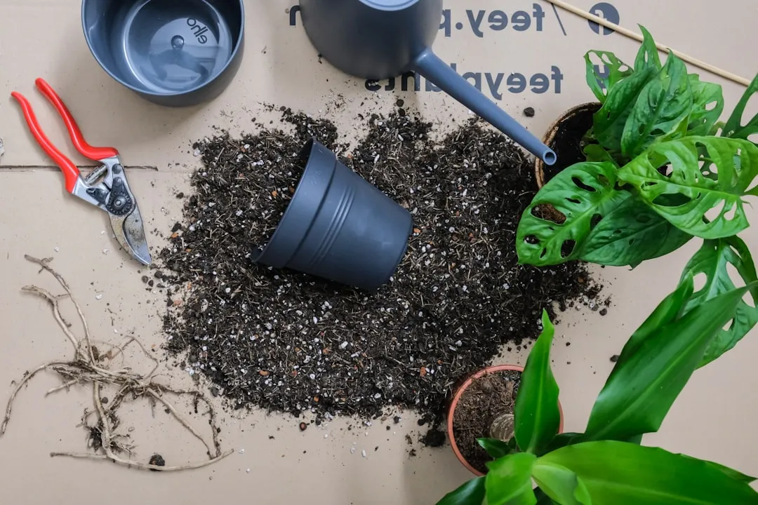 Transplant Shock Is Quietly Behind Many Cases of Wilting (Image Credits: Unsplash)