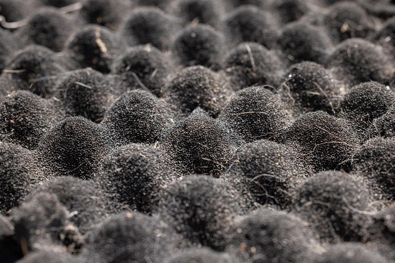 Sanitizing Your Sponge May Actually Make Things Worse (Image Credits: Pixabay)