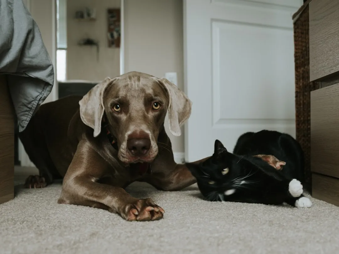 6. Stuffed Toy Filling: Fluffy but Dangerous (Image Credits: Unsplash)