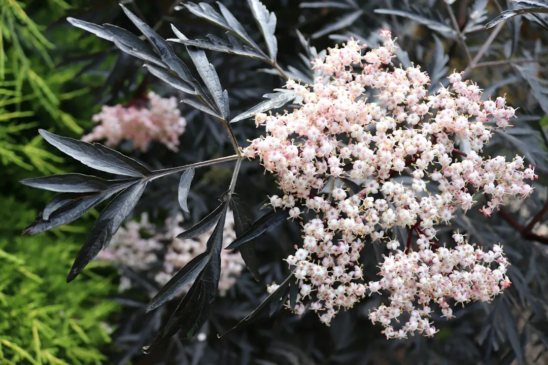 4. Black Lace Elderberry (Sambucus nigra 'Black Lace') (Image Credits: Unsplash)