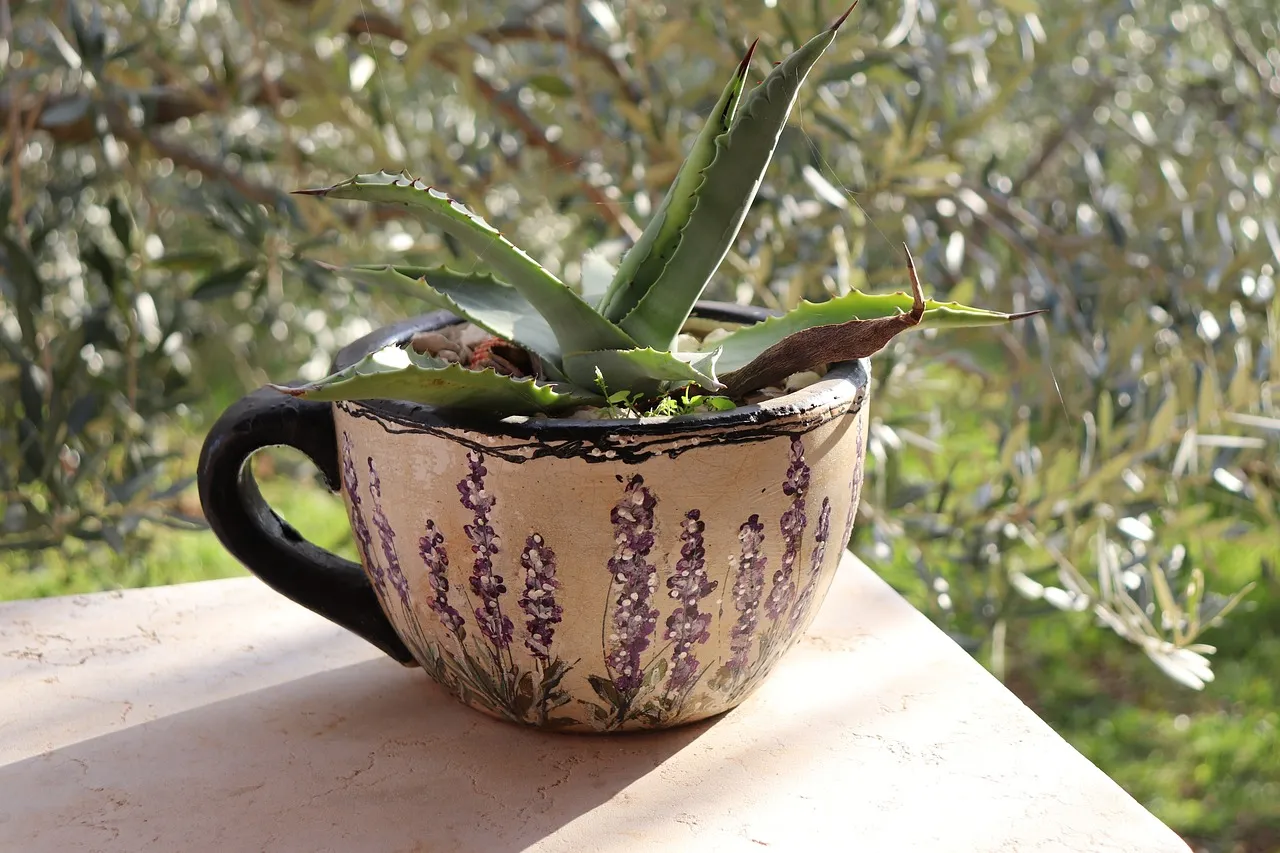 The Olive Tree Indoors: The Mediterranean-Inspired Host (Image Credits: Pixabay)
