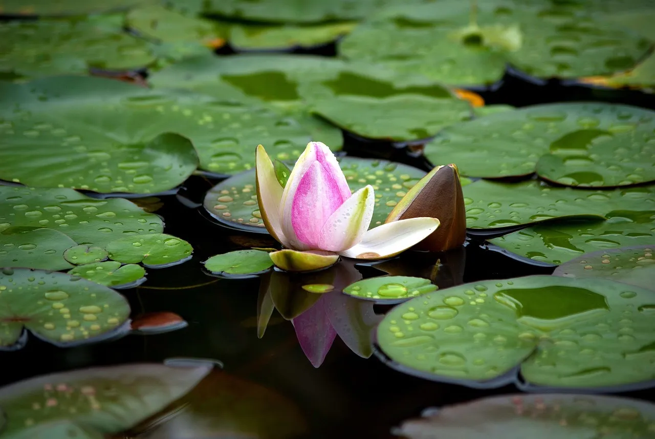 Plant Growth: What Actually Changed (Image Credits: Pixabay)