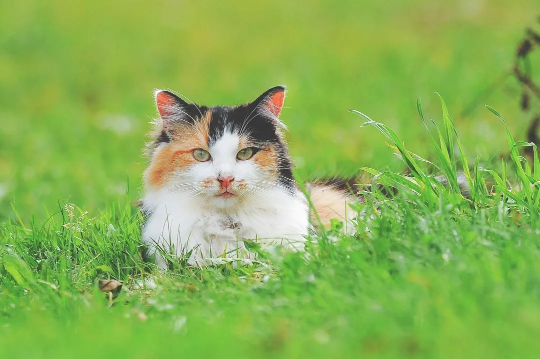 The 2025 Hairball Study: A Newer Explanation Gains Ground (Image Credits: Unsplash)