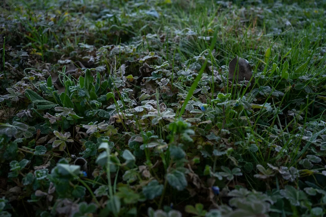 4. Weeds That Have Gone to Seed (Image Credits: Unsplash)