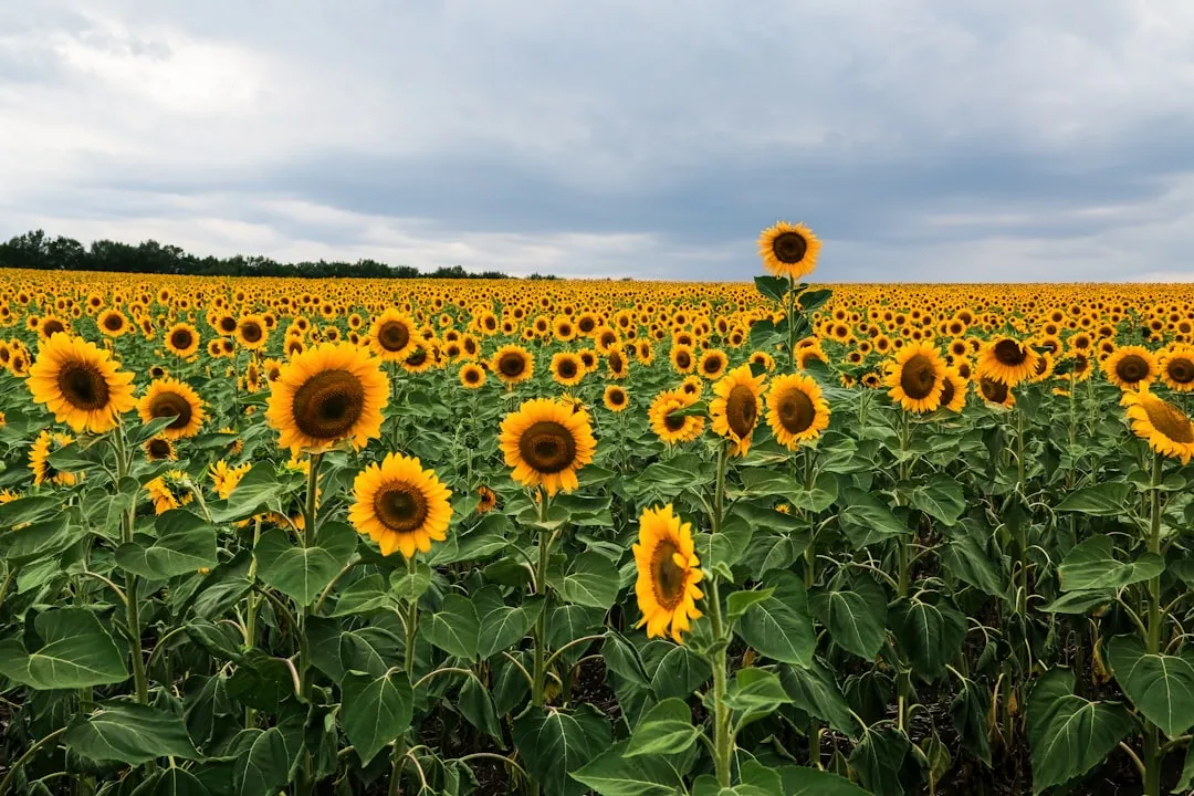 When the Pattern Breaks: Nature's Honest Fine Print (Image Credits: Unsplash)
