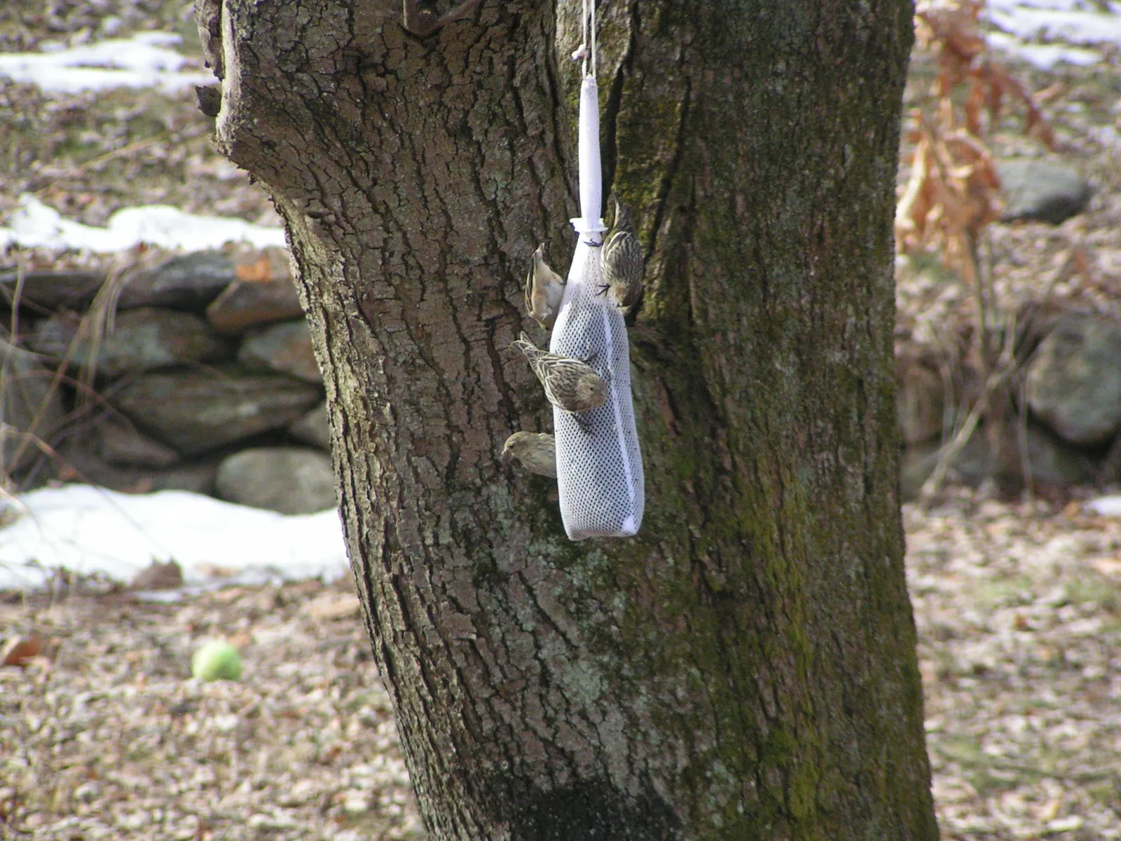 #3: The Nyjer Sock Feeder (By Adam Kelley, CC BY-SA 3.0)
