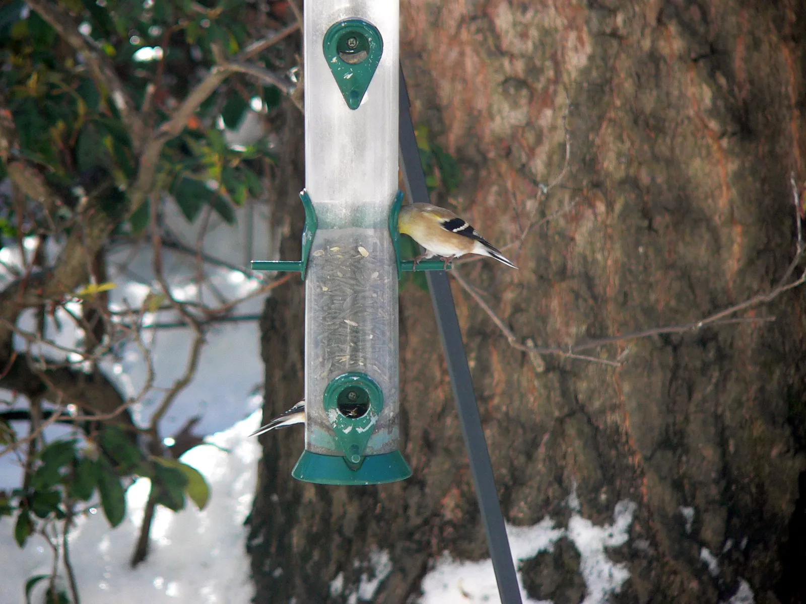 #1: The Nyjer Tube Feeder (By Pbtflakes, CC BY-SA 4.0)