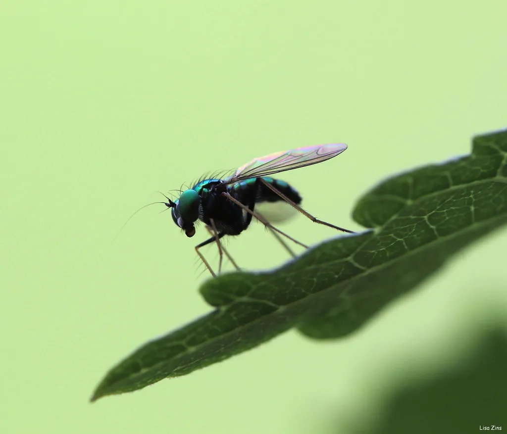 How to Make Your Beds More Welcoming to Beneficial Insects (Lisa Zins, Flickr, CC BY 2.0)