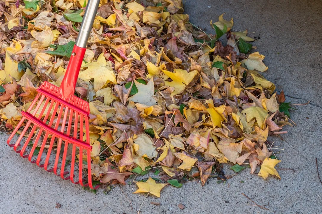 Removing Debris Cuts Off the Nutrient Cycle (Image Credits: Unsplash)