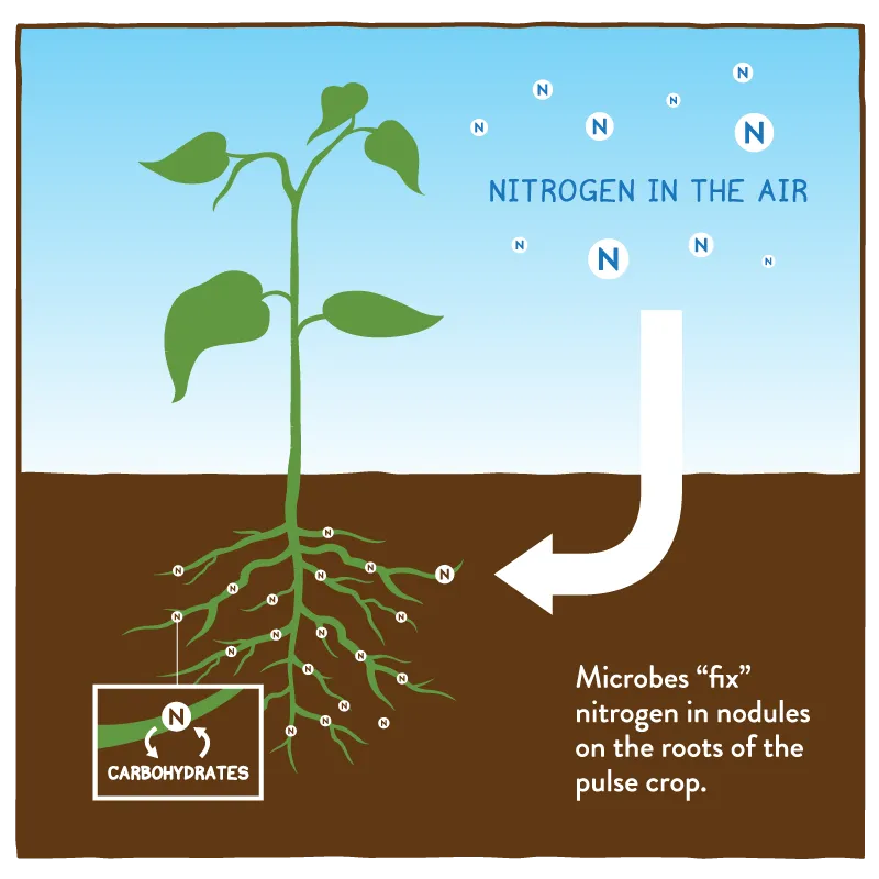 The Nitrogen Cycle Connection (By PulseGrowers, CC BY-SA 4.0)