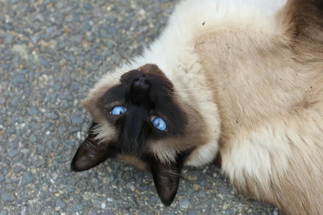 3. Siamese: Vocal, Devoted, and Completely Present (Image Credits: Unsplash)