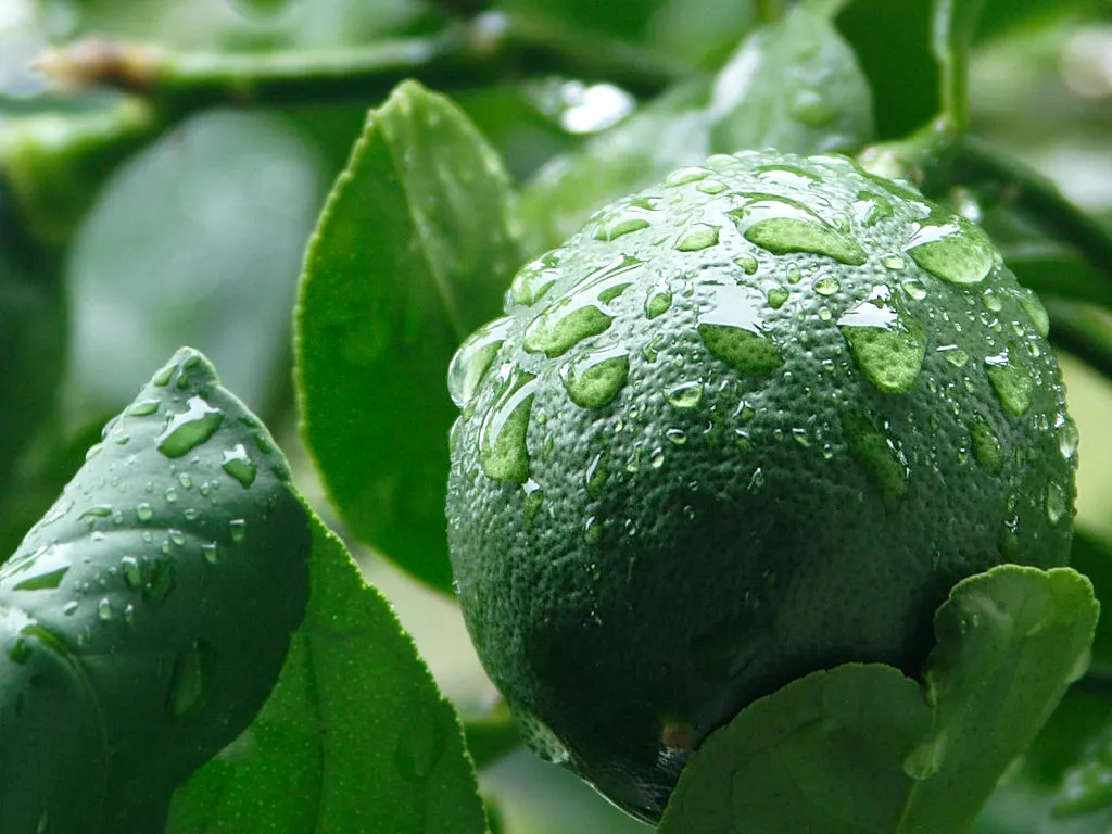 How Much Fruit Can One Tree Actually Produce? (By Jon Sullivan of PD Photo.org, edited by User:Fir0002, Public domain)