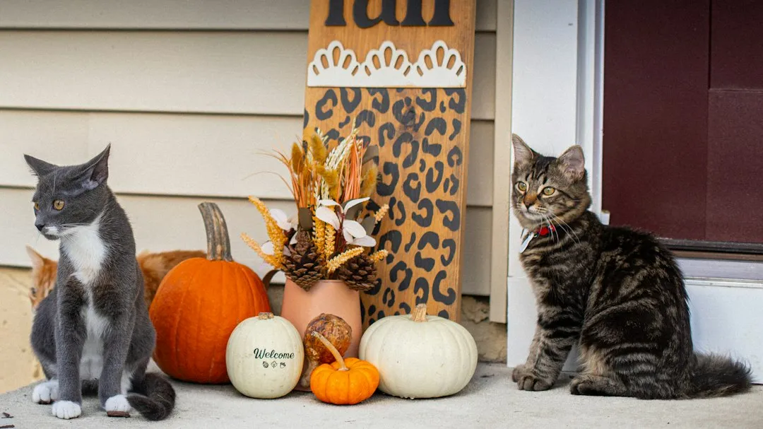 Safety, Pets, and Placement (Image Credits: Unsplash)