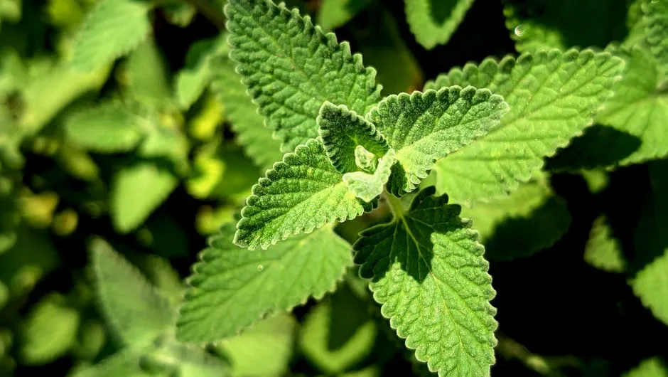 Certain Varieties Are Far More Aggressive Than Others (Image Credits: Pexels)
