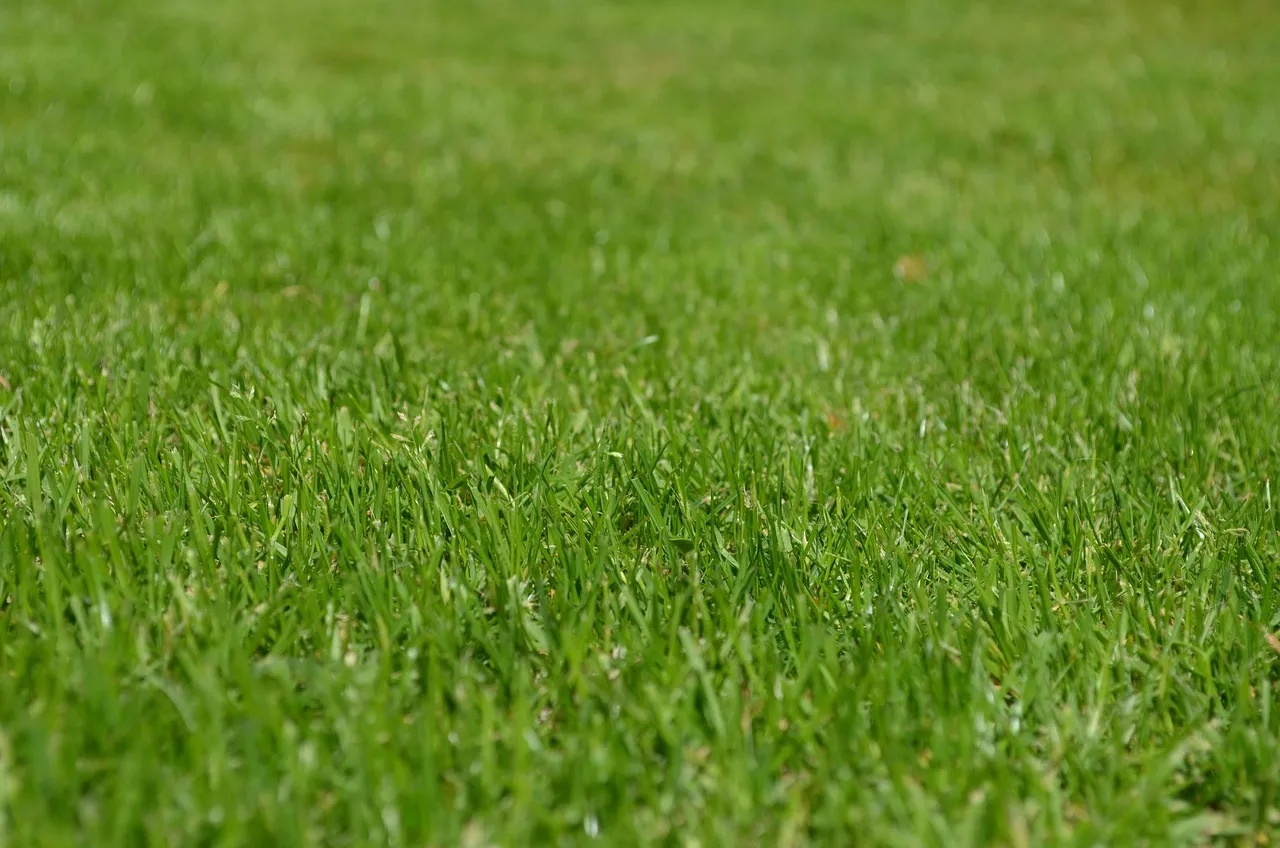Overwatering Is Drowning the Roots (Image Credits: Pixabay)