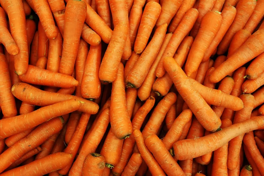 Carrots: The Classic Example (Image Credits: Unsplash)