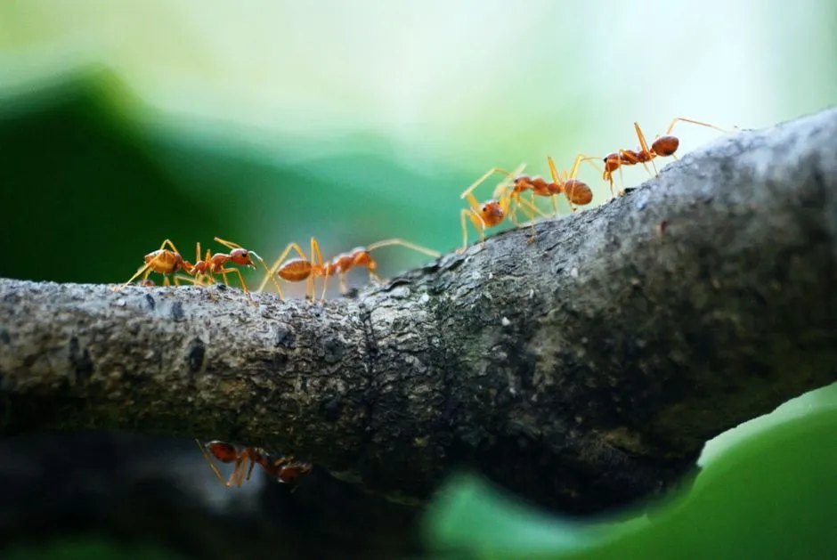 What This Means Beyond the Colony (Image Credits: Pexels)