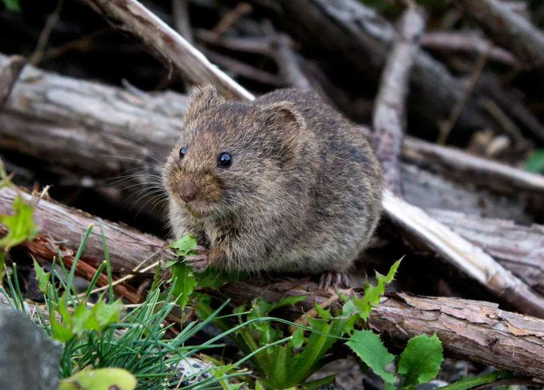 5. Prairie Vole: The Small Rodent with a Big Scientific Story (Image Credits: Unsplash)
