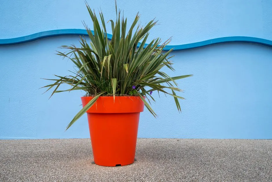 Mistake 4: Choosing a Pot That Is Too Large (Image Credits: Pexels)