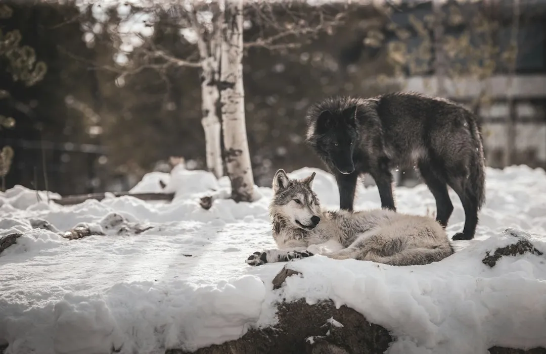 What the 1986 Canadian Journal of Zoology Study Found (Image Credits: Unsplash)