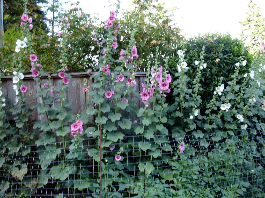 Hollyhock: The Fence-Line Classic (daryl_mitchell, Flickr, CC BY-SA 2.0)