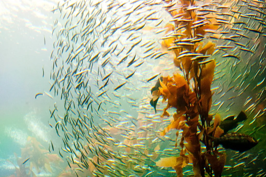 The Perfect Storm: Heat, Disease, and Urchins (eviltomthai, Flickr, CC BY 2.0)