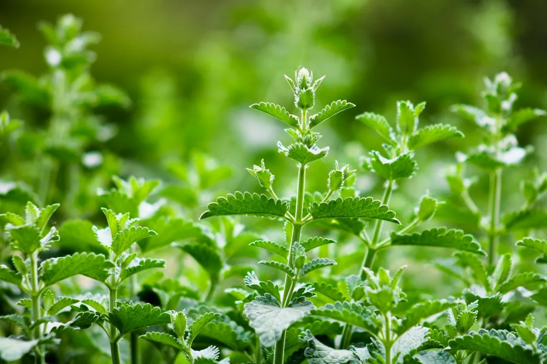 The Unexpected Bonus: Natural Mosquito Repellent (Image Credits: Unsplash)