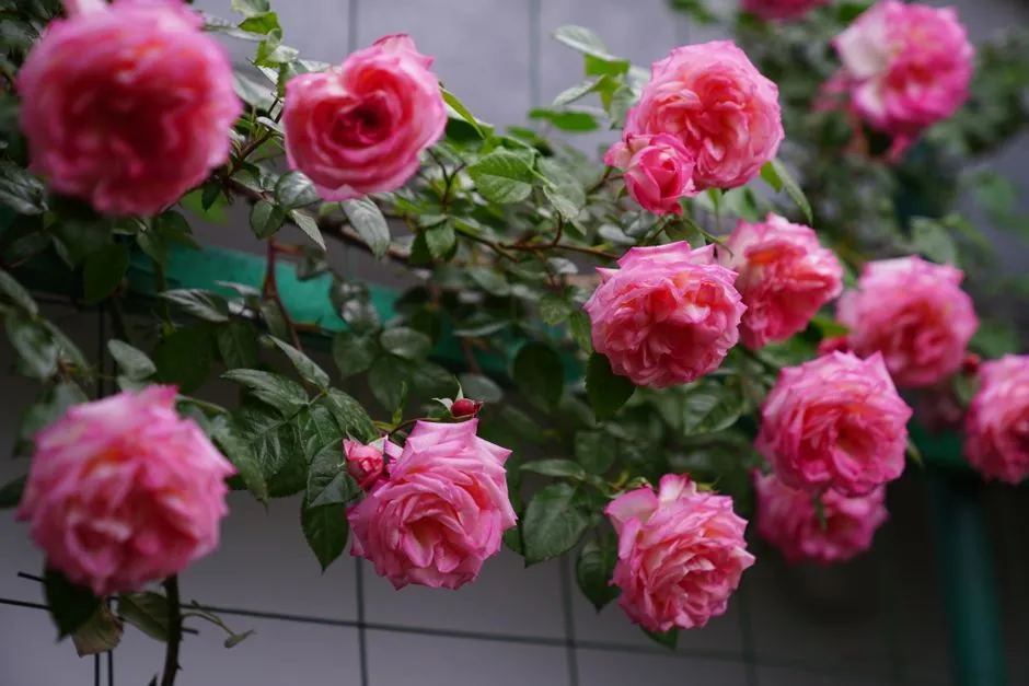 Roses, the Perennial Star (Image Credits: Pexels)