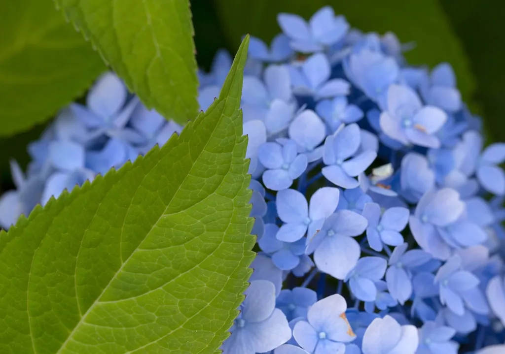 Not Every Hydrangea Can Change Color (Image Credits: Rawpixel)
