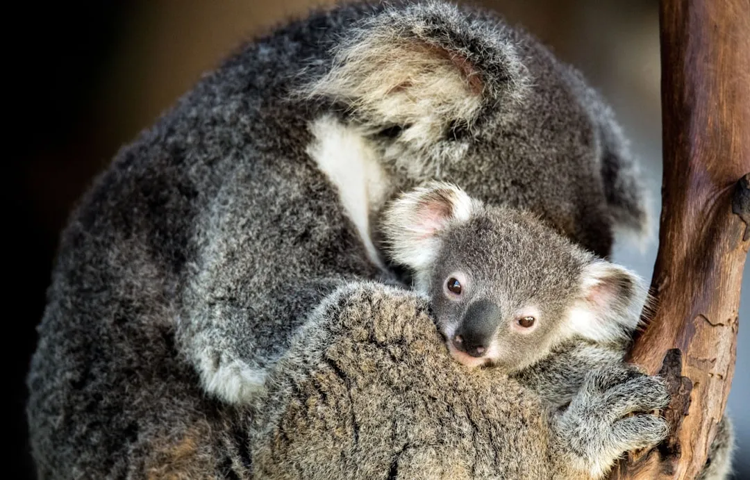 The Surprising Rarity of Mammal Monogamy (Image Credits: Unsplash)