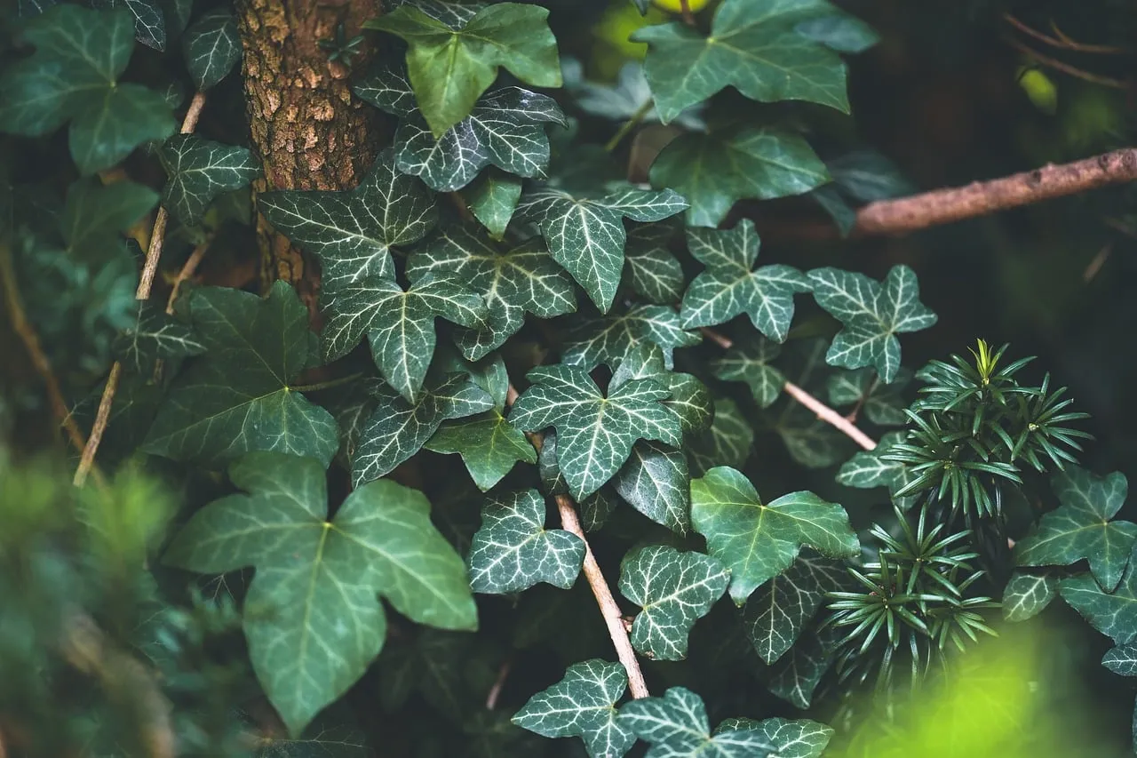 Moisture, Rot, and the Diseases That Follow (Image Credits: Pixabay)