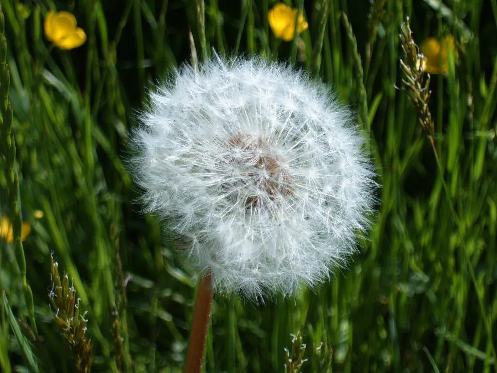 A Quiet Case for Leaving Well Enough Alone (By Markus Bernet, CC BY-SA 2.0)