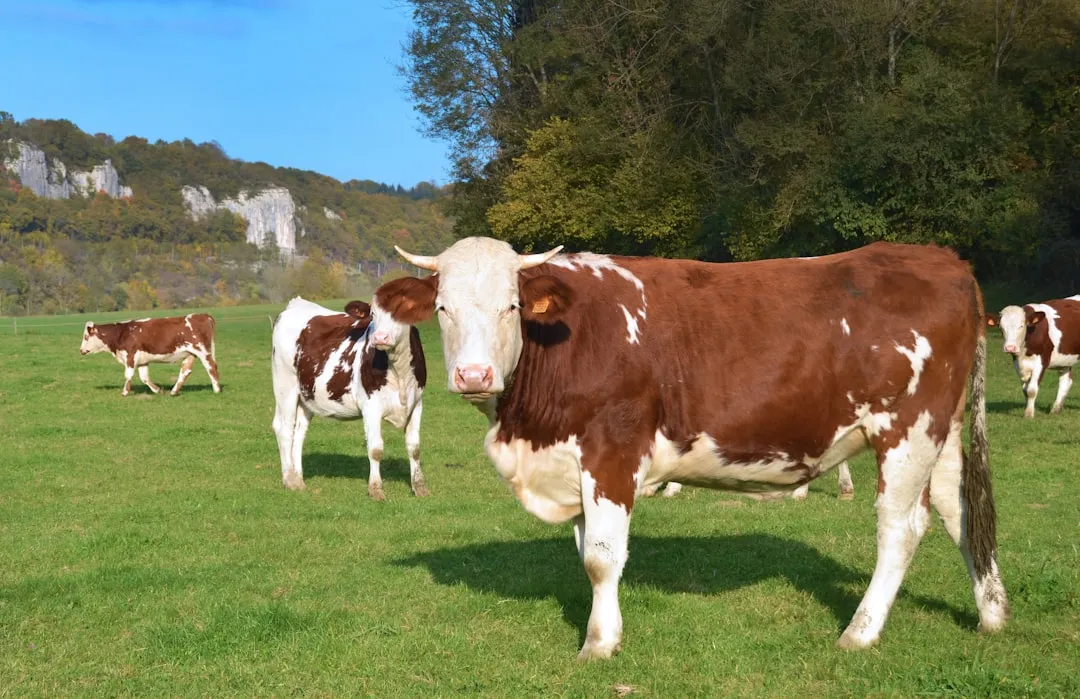 1. Cut Back on Beef and Lamb First (Image Credits: Unsplash)